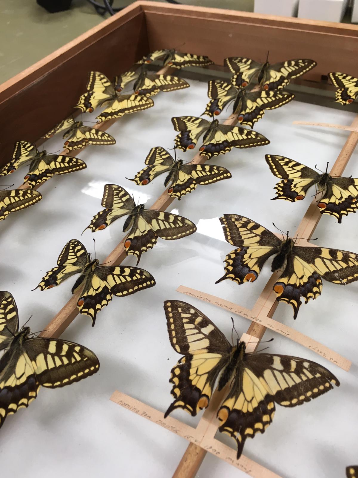 A Swallowtail butterfly