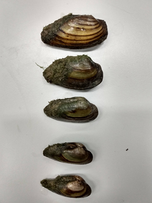gradient sizes of mussels gradient sizes of mussels