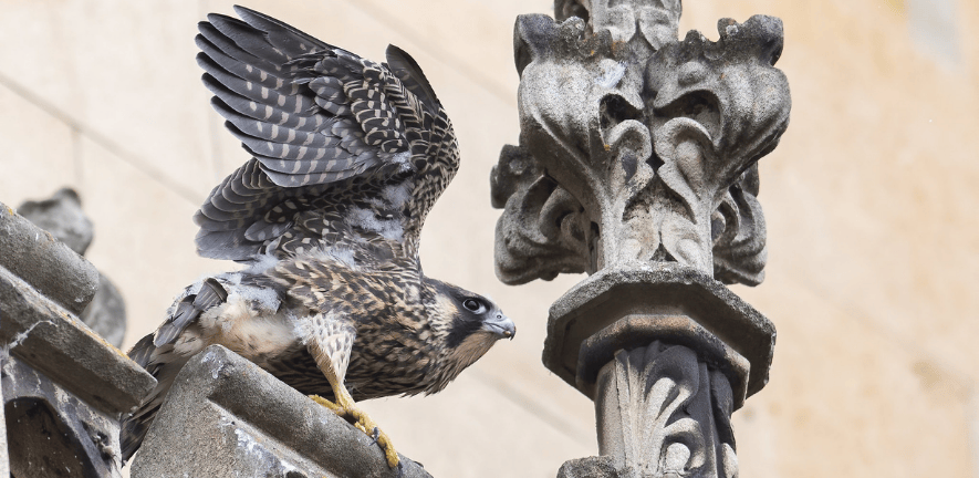 Peregrine falcon on the Pitt Building in Cambridge photo by Daniel Field