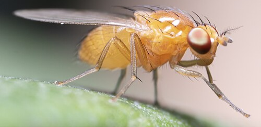 fruit fly image by Macrogiants via Wikimedia Commons