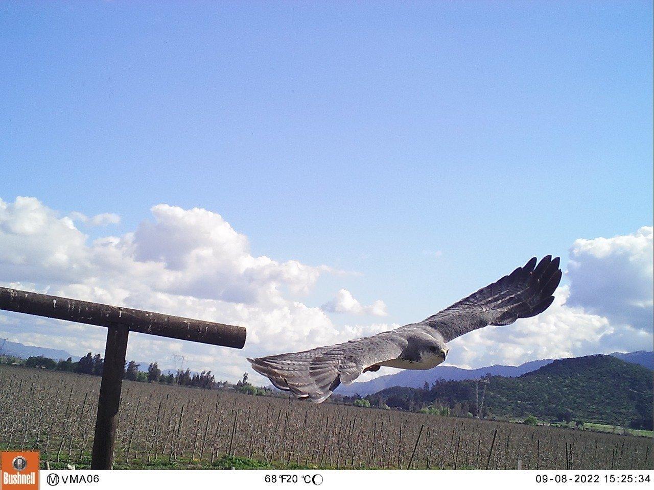 Variable hawk (Geranoaetus polyosoma) using a bird perch placed by farmers to encourage natural pest control in an intensive fruit farm in Chile. Credit: Nadia Rojas