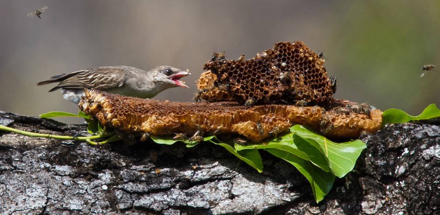 Honeyguide Honeyguide