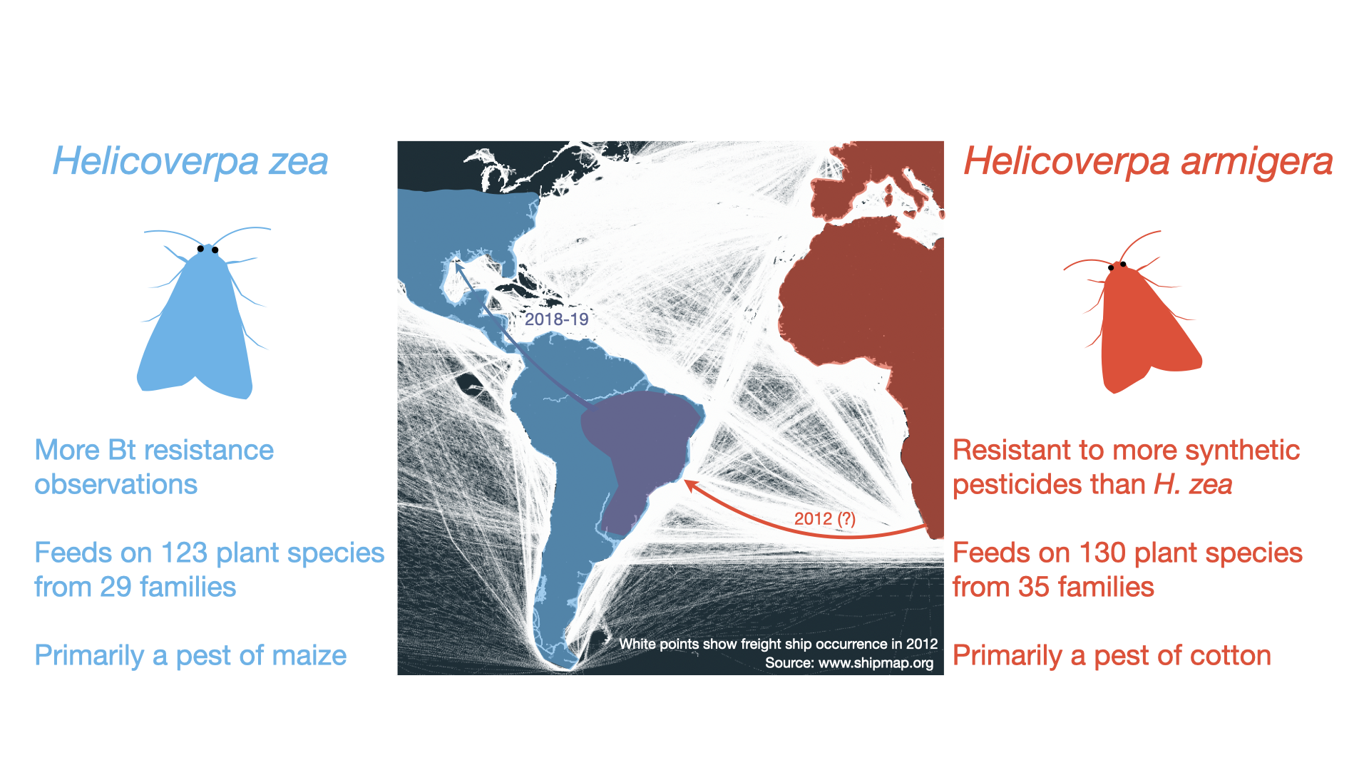 Spread of Helicoverpa armigera (red) into South America. The native range of H. zea is shown in blue. The individuals from the admixed population (purple) have spread into North America. White points in the central panel show freight ship occurrence in 20