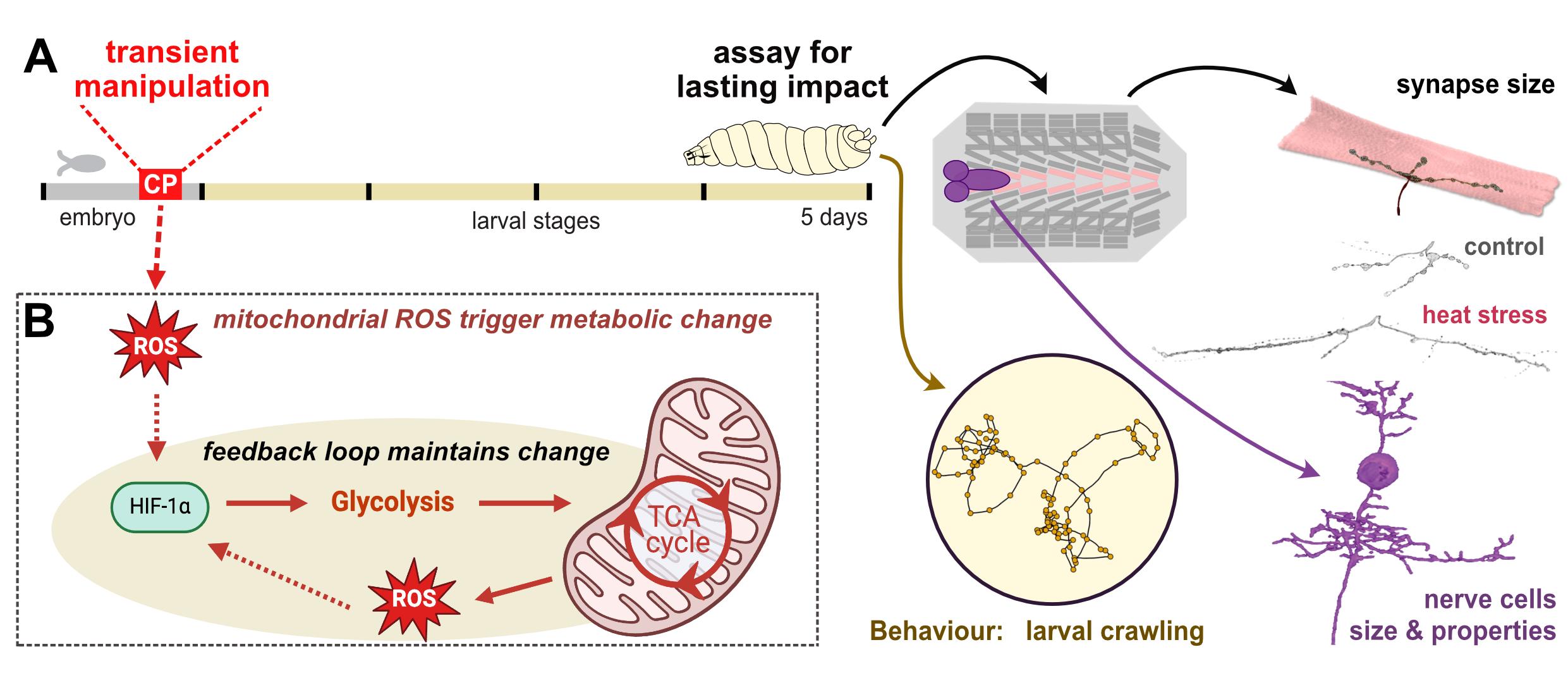 Nerve cells assess their metabolic status during a defined critical period of development. Temperature challenges during this window can trigger metabolic feedback loops, which subsequently change neuronal growth and properties, and thus nervous system fu