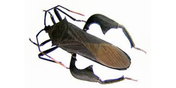 Anoplocnemis curvipes (giant coreid bug) ©Georg Goergen/IITA Insect Museum, Cotonou, Benin